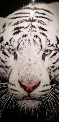 Art Gallery «National Geographic | Fine Art Galleries», reviews and photos, 607 E Las Olas Blvd, Fort Lauderdale, FL 33301, USA