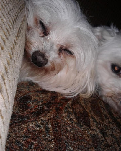 Pet Supply Store «Animal House», reviews and photos, 1509 S Black Horse Pike, Williamstown, NJ 08094, USA