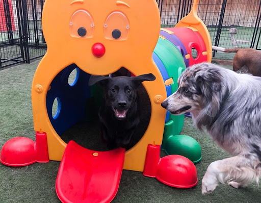 Pet Store «Pet Play House», reviews and photos, 2403 E 4th St, Reno, NV 89512, USA