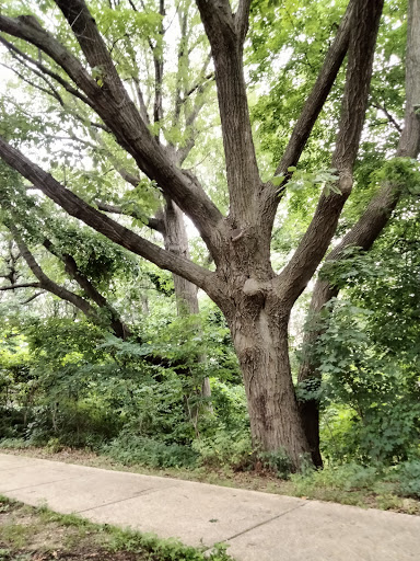 Dog Park «Forest Park Dog Run», reviews and photos, 8445 Park Ln S, Woodhaven, NY 11421, USA