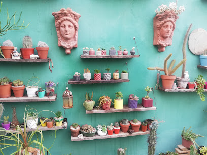 pachamamaplantas cactus y suculentas showroom