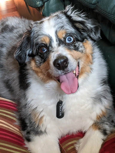 Pet Store «Pet Wize», reviews and photos, 11401 N 56th St, Tampa, FL 33617, USA