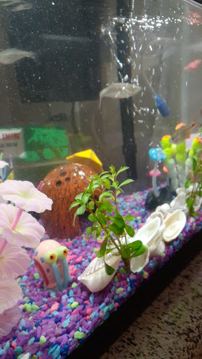 Pet Store «Fish-N-Pets Unlimited», reviews and photos, 11710 Bissonnet St, Houston, TX 77099, USA
