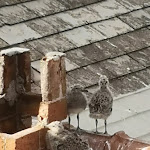 Photo n°7 de l'avis de Giuseppe.i fait le 04/06/2022 à 19:58 sur le  Hotel Due Mari à Sestri Levante