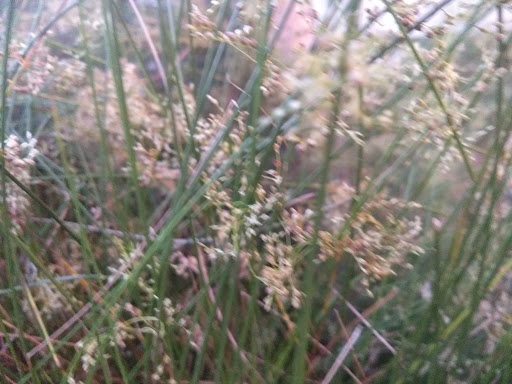 Coffee Shop «Santa Cruz Coffee Roasting Co.», reviews and photos, 1330 Pacific Ave, Santa Cruz, CA 95060, USA