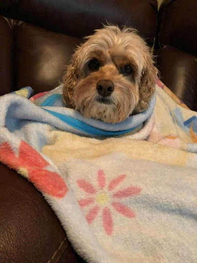 Pet Supply Store «PetSmart», reviews and photos, 1275 N Military Hwy, Norfolk, VA 23502, USA