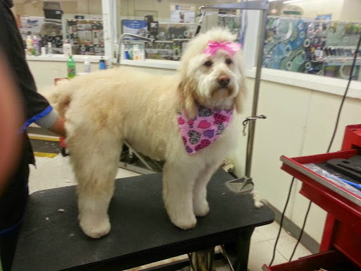 Pet Groomer «Barking Beauties pet Boutique», reviews and photos, 112 E 2nd St S, Newton, IA 50208, USA