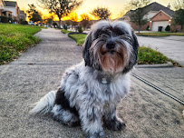 All 4 Paws Grooming - Photo 7 - Car repair in Friendswood, TX, League City