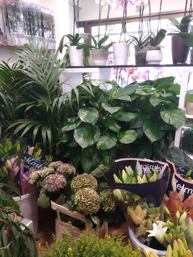 FLORISTERIA ES BALADRE