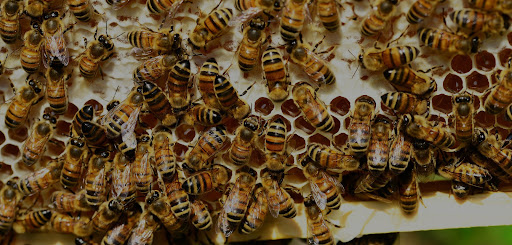 GBU Bee Removal