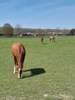 HARAS DE BORY à La Boissière-École