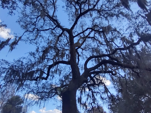 Park «Lake Lily Park», reviews and photos, 900 S Orlando Ave, Maitland, FL 32751, USA