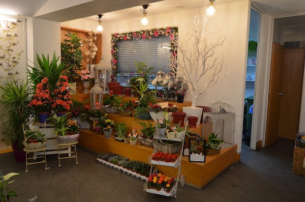 Floristería Alba Zalla