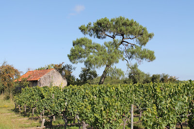 Domaine Du Portaille à Terranjou