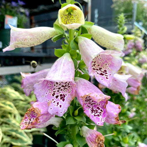 Home Improvement Store «The Home Depot», reviews and photos, 899 County St, Taunton, MA 02780, USA