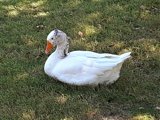 Park «Lorenzi Park», reviews and photos, 3343 W Washington Ave, Las Vegas, NV 89107, USA