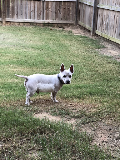 Pet Supply Store «PetSmart», reviews and photos, 4900 Rogers Ave #102a, Fort Smith, AR 72903, USA