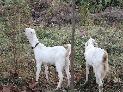Janjira Goat Milk & Farm