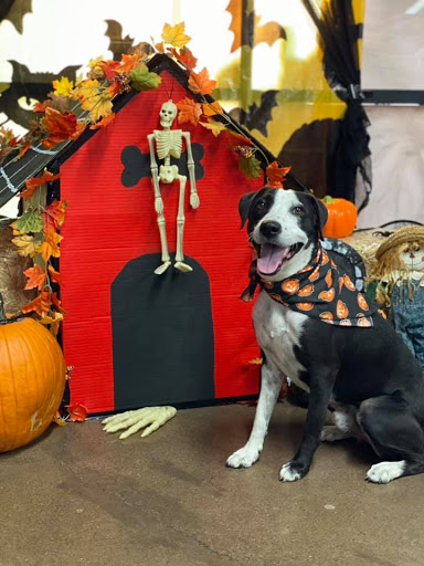 Pet Store «Pet Planet Ridgeview», reviews and photos, 2910 N Power Rd #103, Mesa, AZ 85215, USA