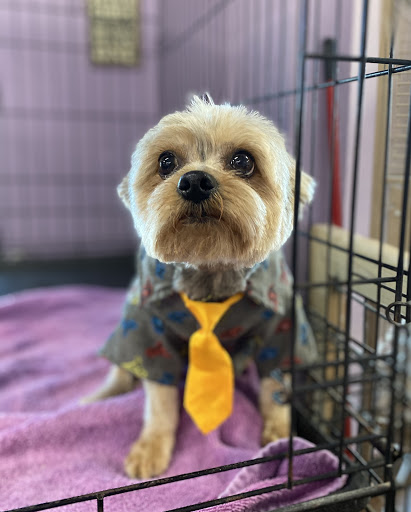 Pet Supply Store «Paws Pet Supply and Grooming», reviews and photos, 7571 Barnett Way, Powell, TN 37849, USA