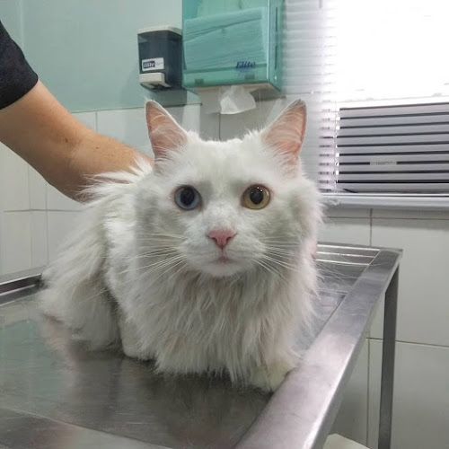 Opiniones de Clínica Veterinaria MauVet en Maipú - Veterinario