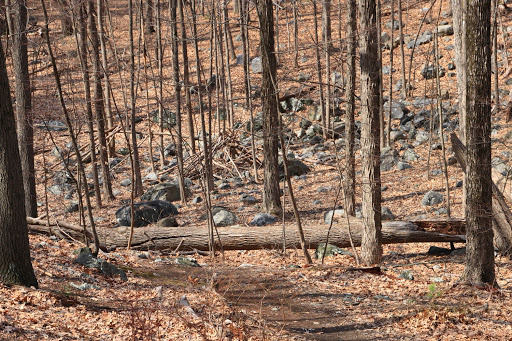 Park «Town of Arlington Menotomy Rocks Park», reviews and photos, 129 Jason St, Arlington, MA 02476, USA