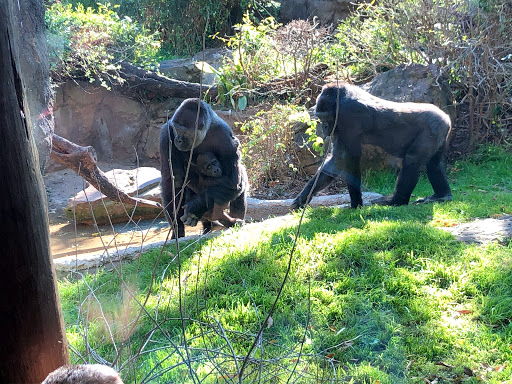 Transit Stop «Dallas Zoo Station», reviews and photos, 614 S. Ewing Avenue, Dallas, TX 75203, USA