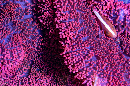 Tropical Fish Store «Greenwich Aquaria», reviews and photos, 1064 E Putnam Ave, Riverside, CT 06878, USA