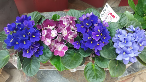 Florist «Stadium Flowers», reviews and photos, 20728 WA-99, Lynnwood, WA 98036, USA