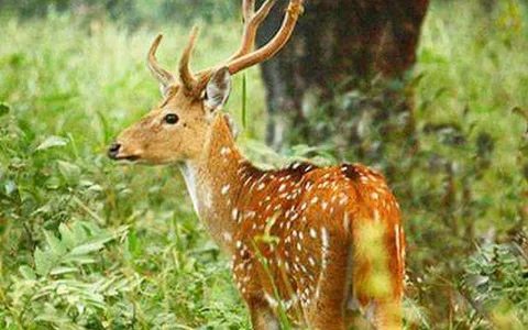 Gugamal National Park image