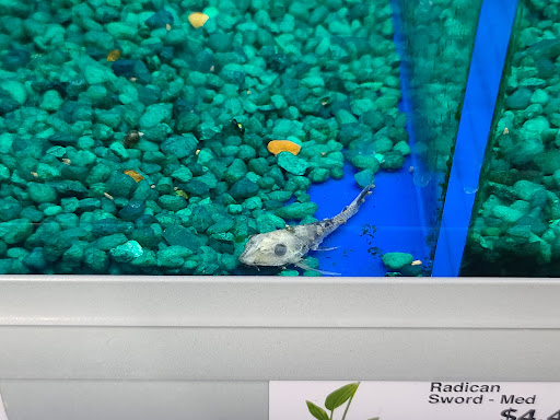 Pet Supply Store «Pet Supermarket, Inc.», reviews and photos, 598 N McCarran Blvd, Sparks, NV 89431, USA