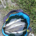 Photo n°3 de l'avis de Gianrico. fait le 22/08/2018 à 07:50 sur le  Ristorante - Pesca Sportiva Il Mulino à Lama Mocogno