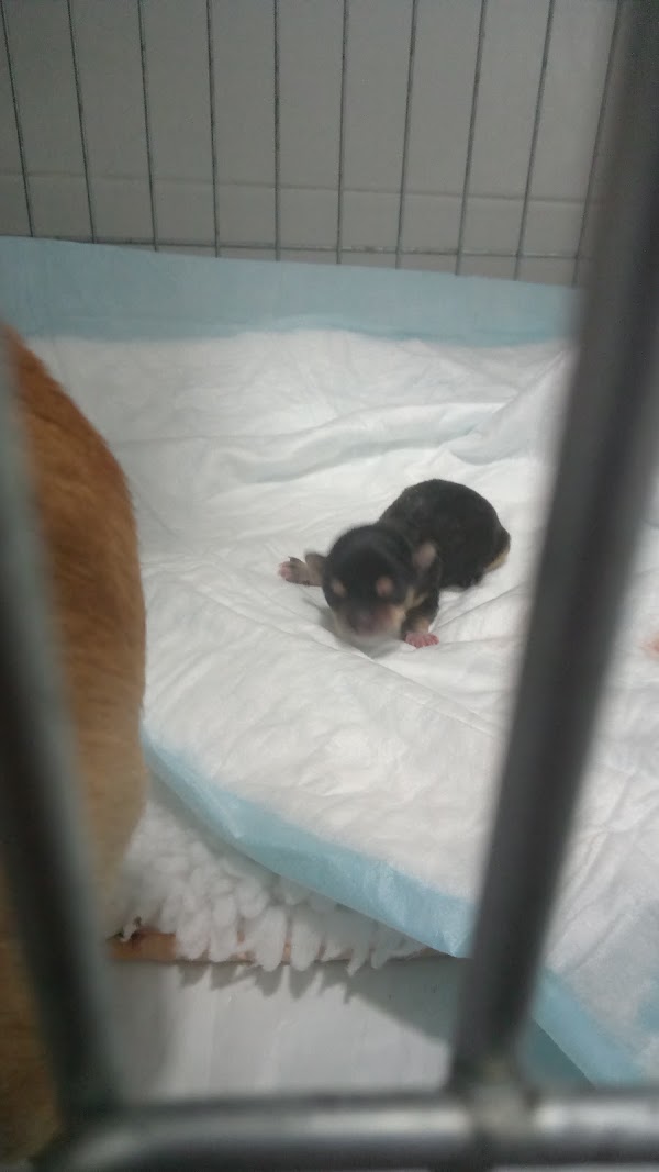 Imagen de Clinica Veterinaria Goya (4 de 4)