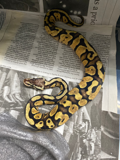 Pet Store «Jules Pet Shop», reviews and photos, 2214 N Milwaukee Ave, Chicago, IL 60647, USA