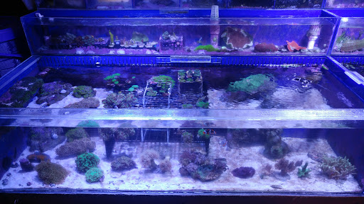 Pet Store «Aquarium & Reef Center», reviews and photos, 231 Del Prado Blvd, Cape Coral, FL 33990, USA