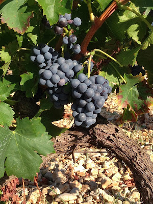 Domaine de PIAUGIER à Sablet