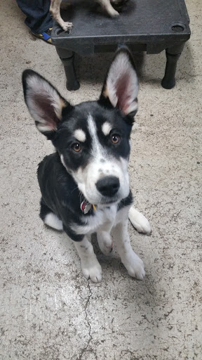 Pet Supply Store «Animal Outfitters, Inc.», reviews and photos, 986 Elmwood Ave, Buffalo, NY 14222, USA