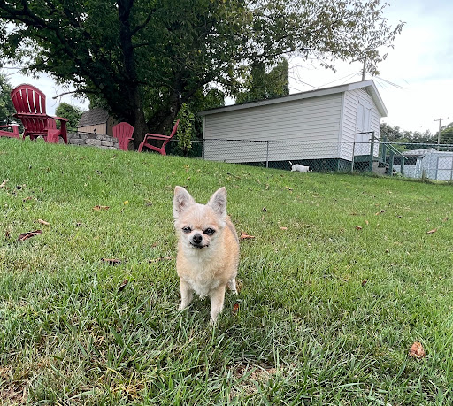 Bow Wow & Meow Pet Grooming