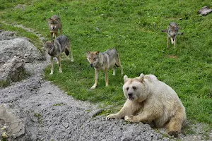 Nature and Animal Park Goldau image