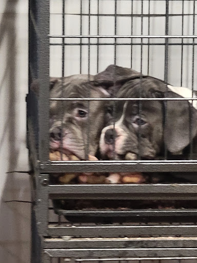 Pet Store «Pet Shop Geovanni», reviews and photos, 11132 E Hardy Rd, Houston, TX 77093, USA