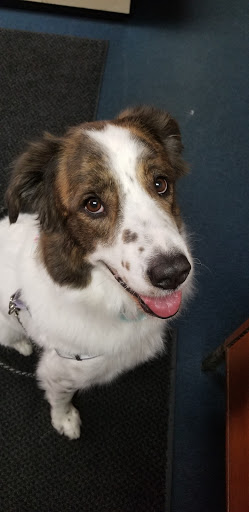 Pet Store «Little Critters», reviews and photos, 2712 Pennsylvania Ave, Weirton, WV 26062, USA