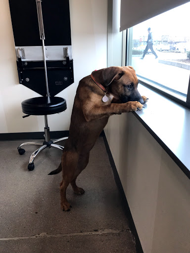 Pet Supply Store «Petco Animal Supplies», reviews and photos, 1265 Sergeant Jon Stiles Dr f, Highlands Ranch, CO 80129, USA