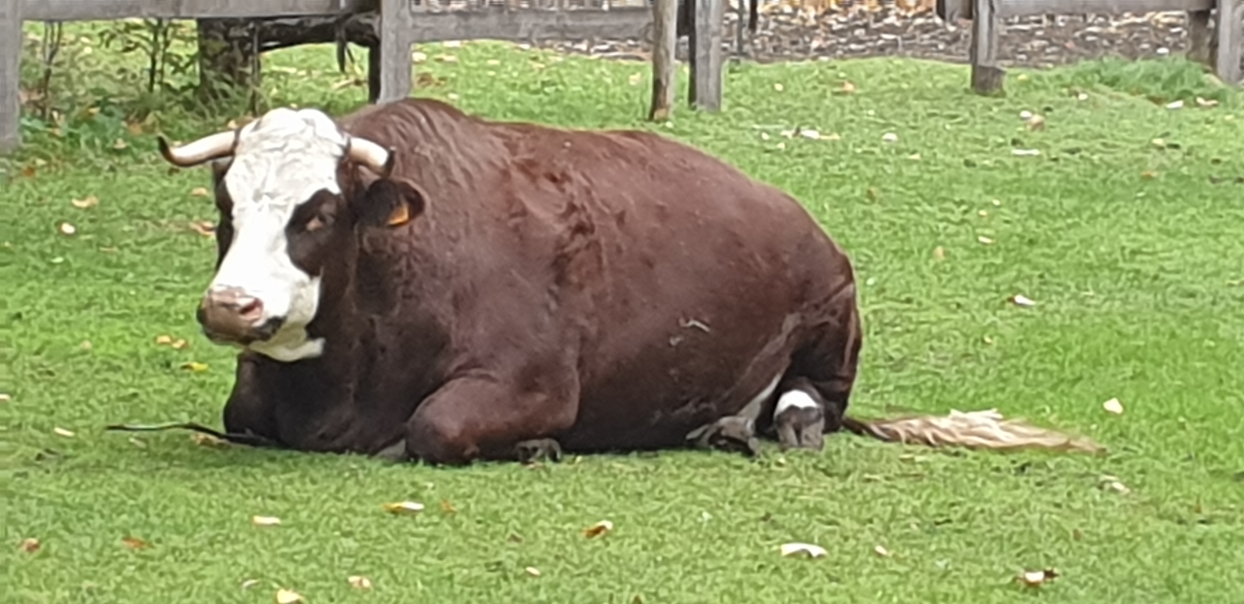 Photo n° 23 de l'avis de Julien.' fait le 23/10/2019 à 14:35