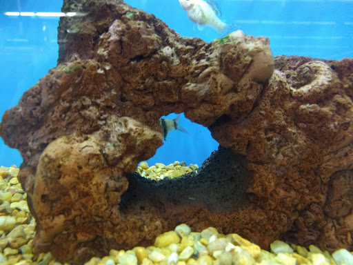 Pet Supply Store «Petco Animal Supplies», reviews and photos, 110 Percival Rd, Columbia, SC 29206, USA