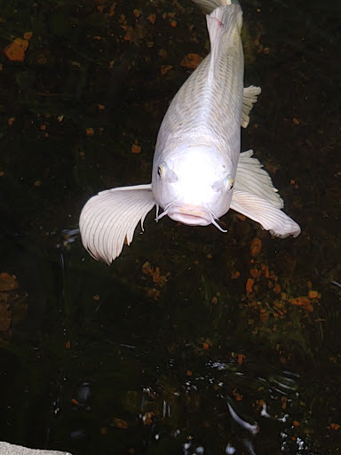 Pet Store «Aquarium», reviews and photos, 6410 Papermill Pl Way, Knoxville, TN 37919, USA