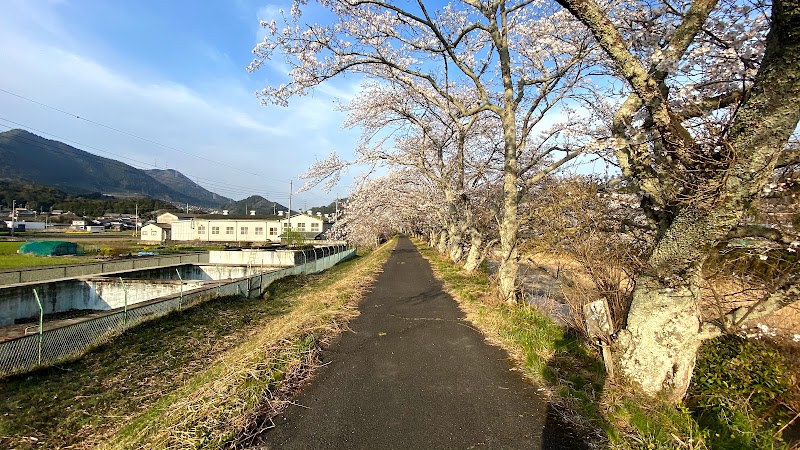 祝橋の桜並木