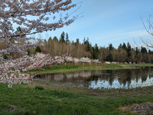 Park «132nd Square Park», reviews and photos, 13159 132nd Ave NE, Kirkland, WA 98034, USA