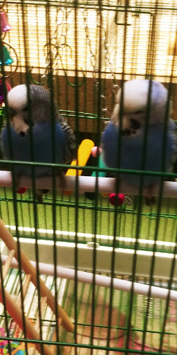 Pet Store «Pets World», reviews and photos, 147 Bridge St, Weymouth, MA 02191, USA