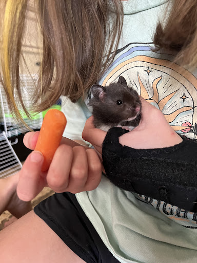 Pet Supply Store «Petco Animal Supplies», reviews and photos, 85 State St, Orem, UT 84058, USA