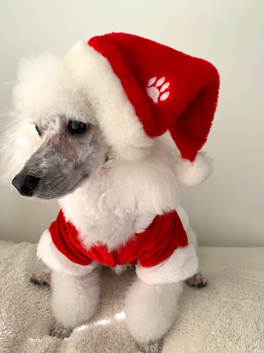 Pet Supply Store «PetSmart», reviews and photos, 1391 S Commons Dr, Myrtle Beach, SC 29588, USA